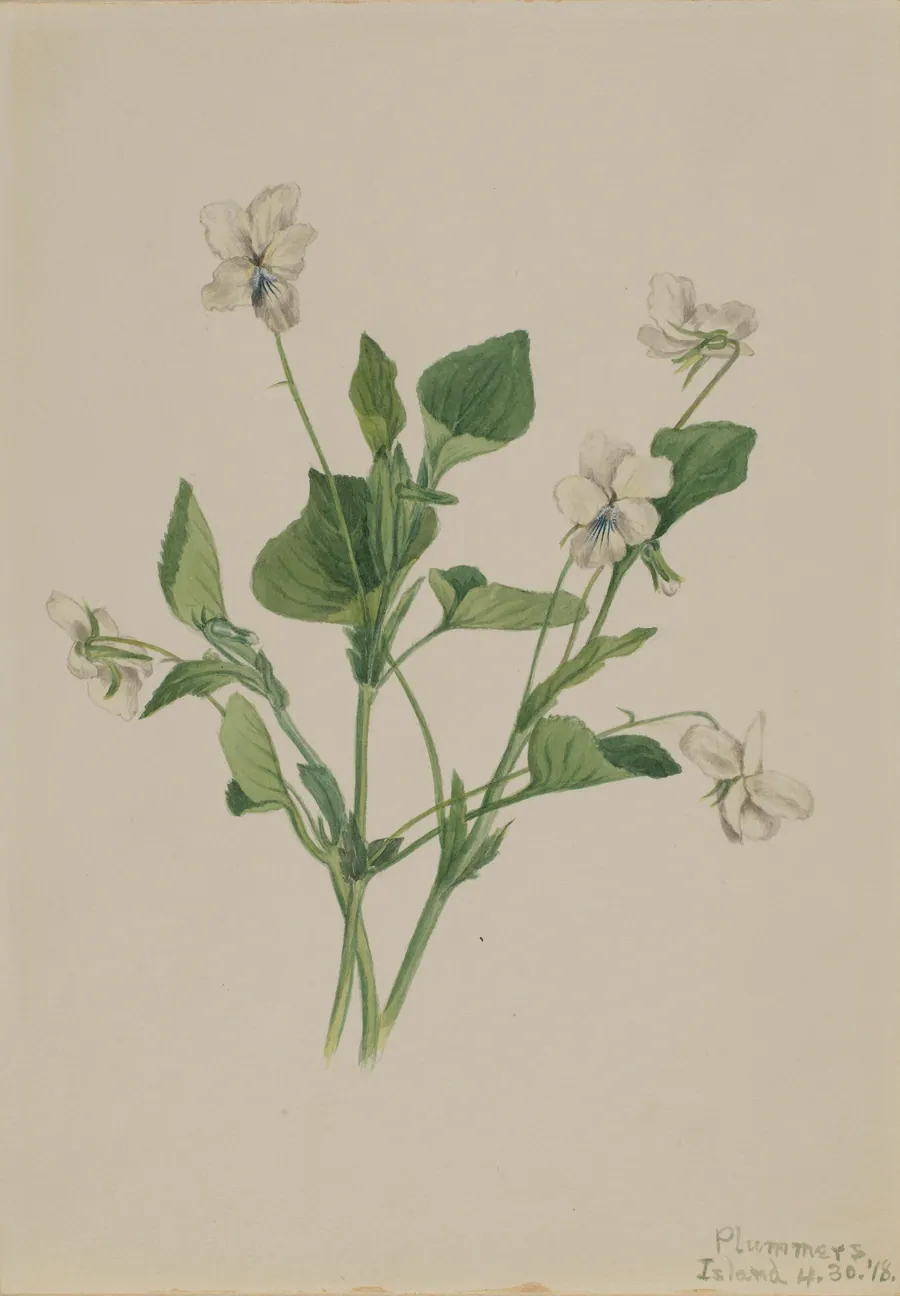 Cream Violet (Viola striata) by Mary Vaux Walcott, born Philadelphia, PA 1860-died St. Andrews, New Brunswick, Canada 1940