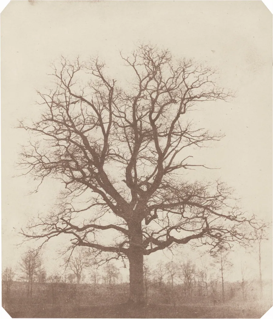 Oak Tree by William Henry Fox Talbot
