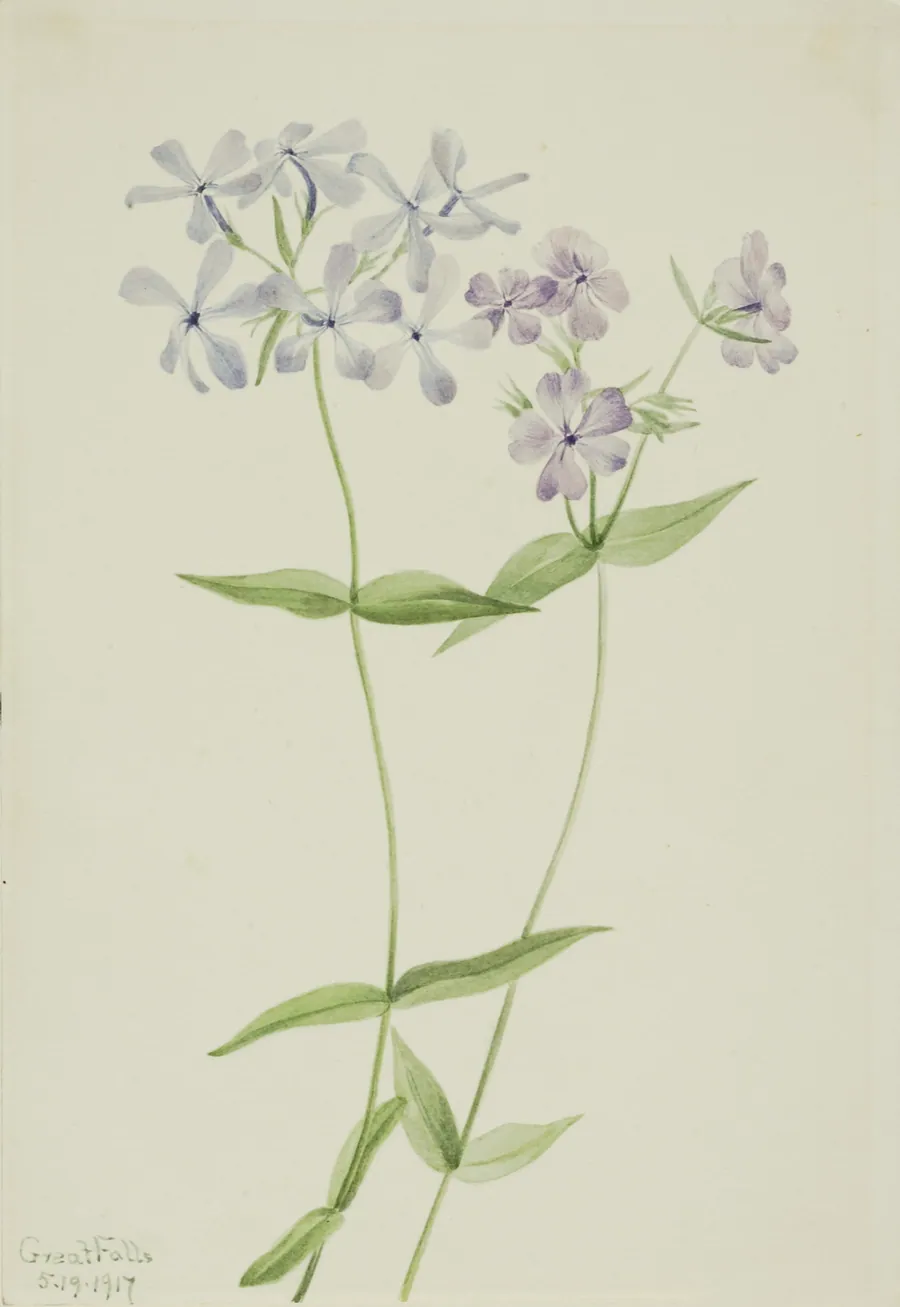 Blue Phlox (Phlox divaricata) by Mary Vaux Walcott, born Philadelphia, PA 1860-died St. Andrews, New Brunswick, Canada 1940