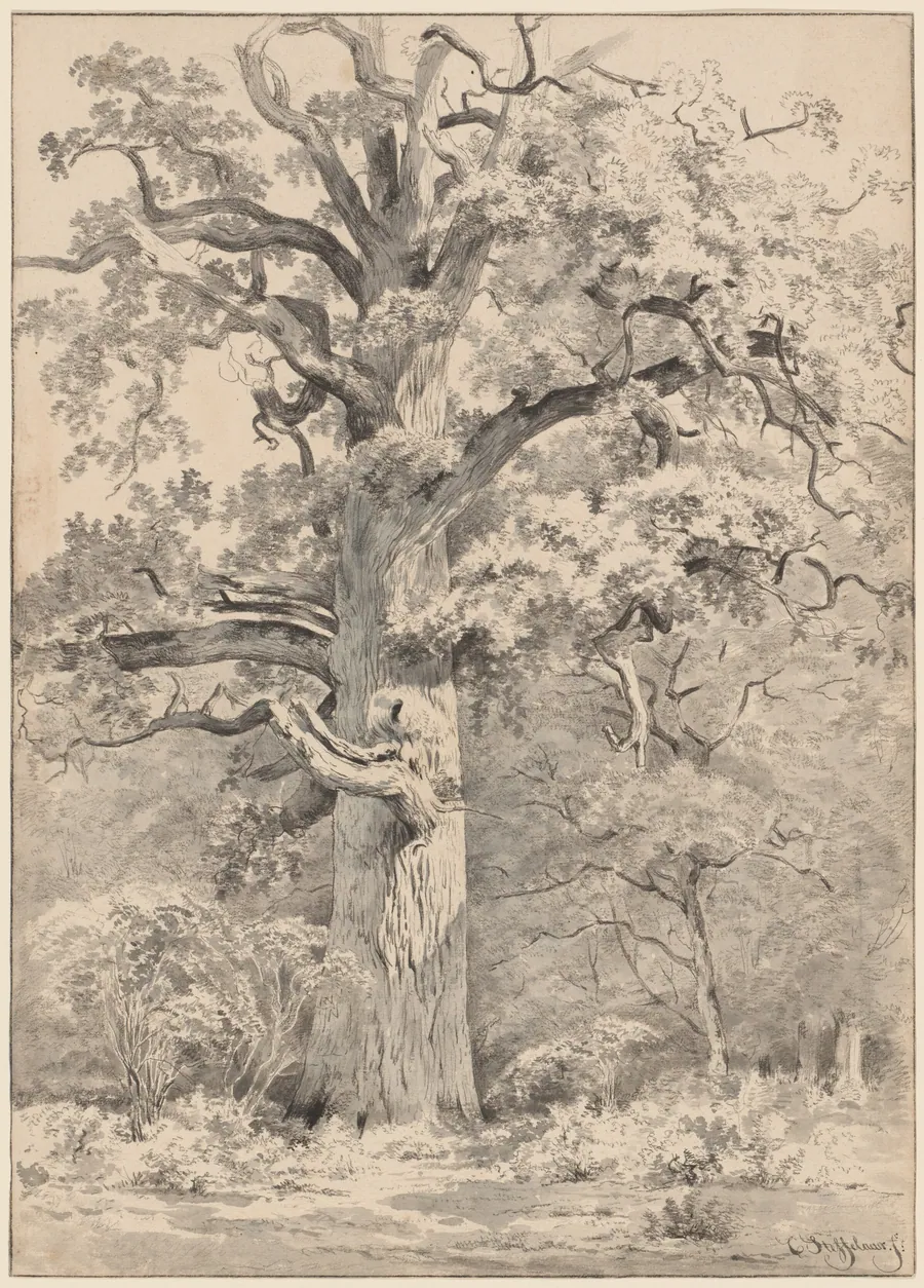 A Giant Oak at the Edge of a Forest by Cornelis Steffelaar