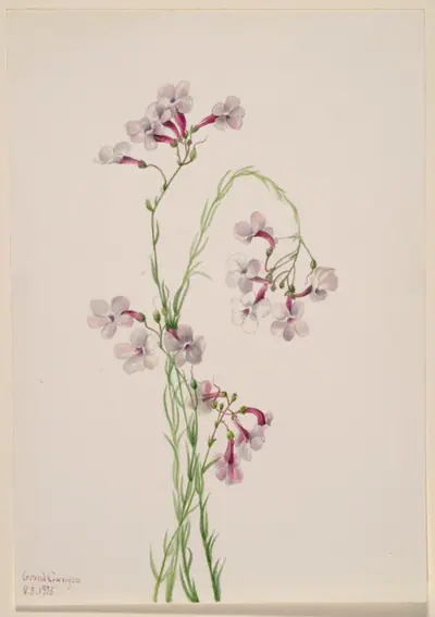 Pentstemon ambiguus