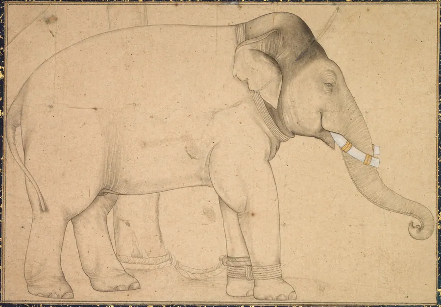 Drawing of an Elephant