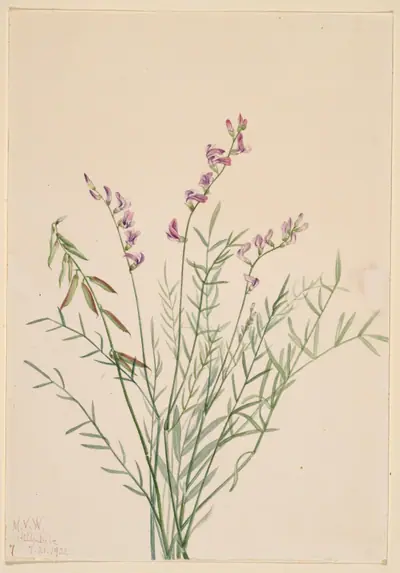 Burgess Milkvetch (Astragalus bourgovii)