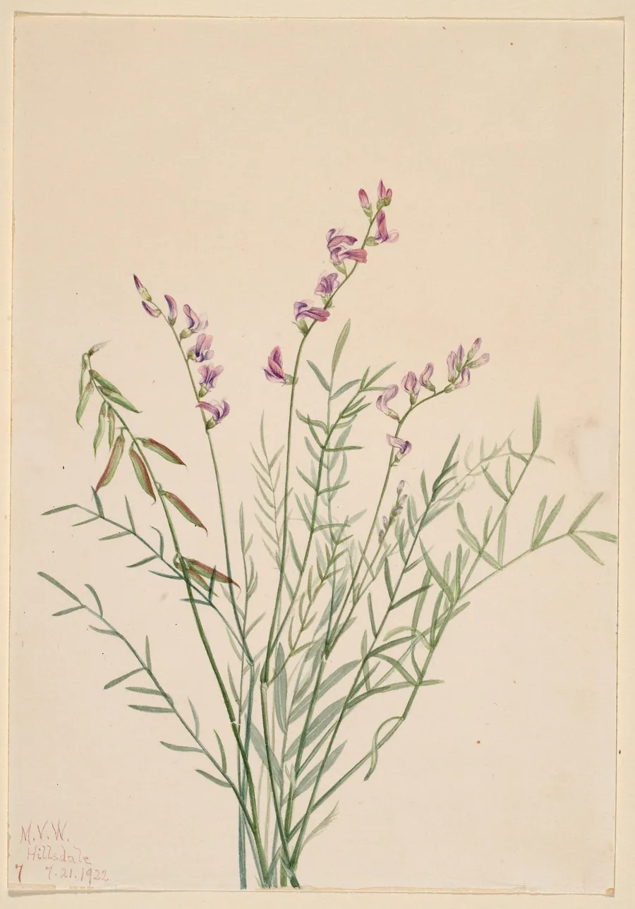 Burgess Milkvetch (Astragalus bourgovii) by Mary Vaux Walcott, born Philadelphia, PA 1860-died St. Andrews, New Brunswick, Canada 1940