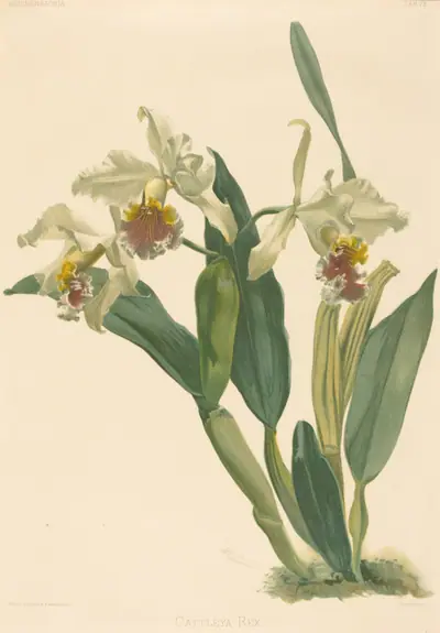 Cattleya Rex