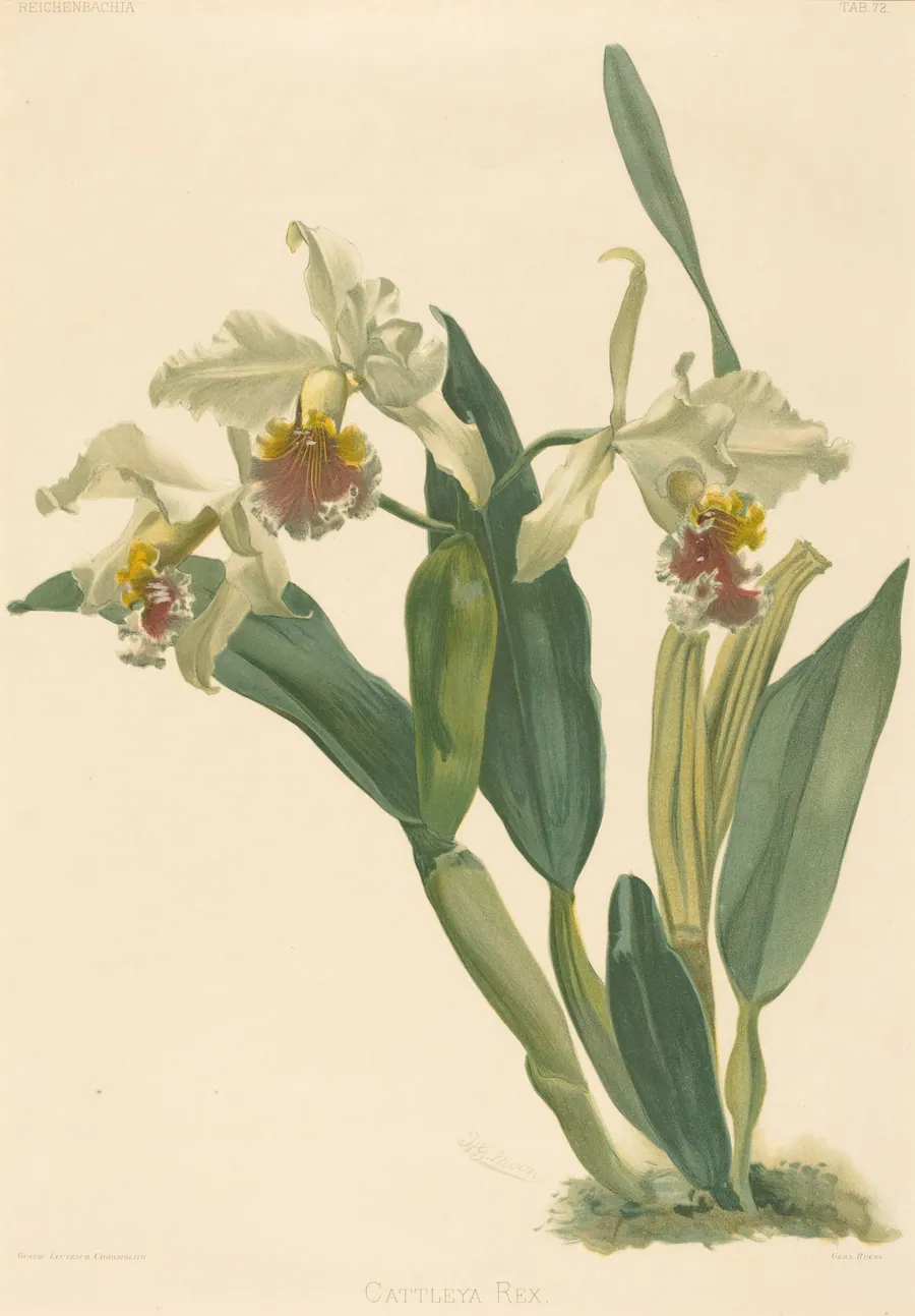 Cattleya Rex by Gustav Leutzsch