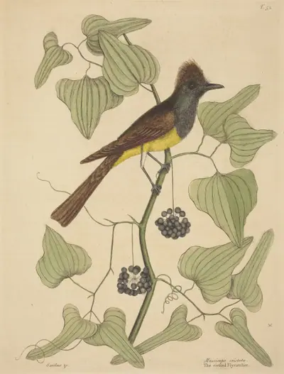 The Crested Flycatcher (Muscicapa cristata)
