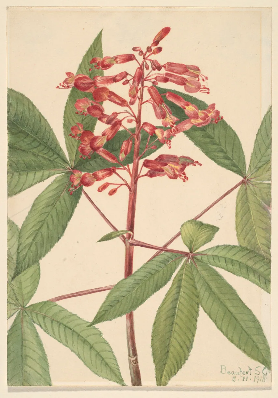 Red Buckeye (Aesculus pavia) by Mary Vaux Walcott, born Philadelphia, PA 1860-died St. Andrews, New Brunswick, Canada 1940