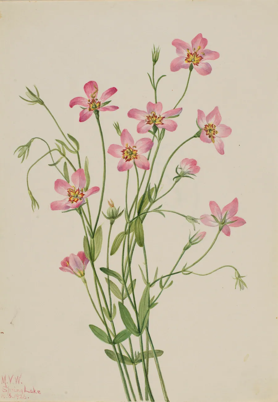 Saltmarsh Rosegentian (Sabbatia stellaris) by Mary Vaux Walcott, born Philadelphia, PA 1860-died St. Andrews, New Brunswick, Canada 1940