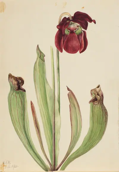 Hybrid Pitcherplant (Sarracenia rubra xs purpurea venosa)