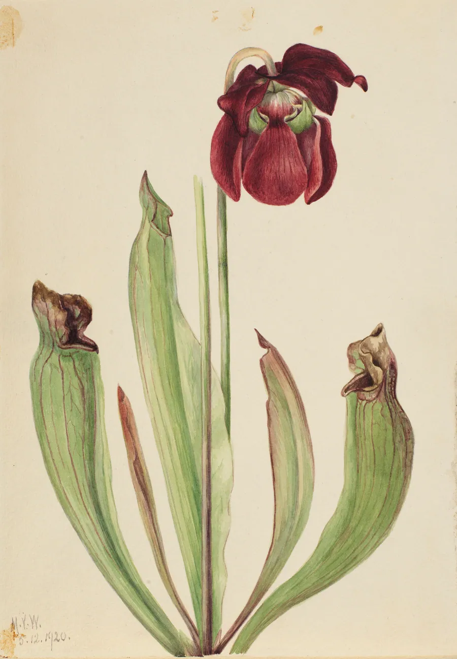 Hybrid Pitcherplant (Sarracenia rubra xs purpurea venosa) by Mary Vaux Walcott, born Philadelphia, PA 1860-died St. Andrews, New Brunswick, Canada 1940