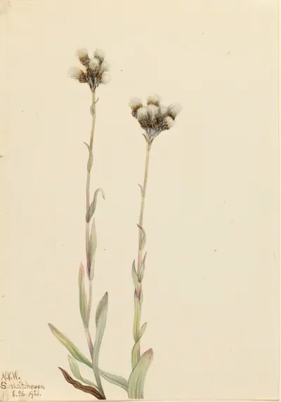 Gray Pussytoes (Antennaria howellii)