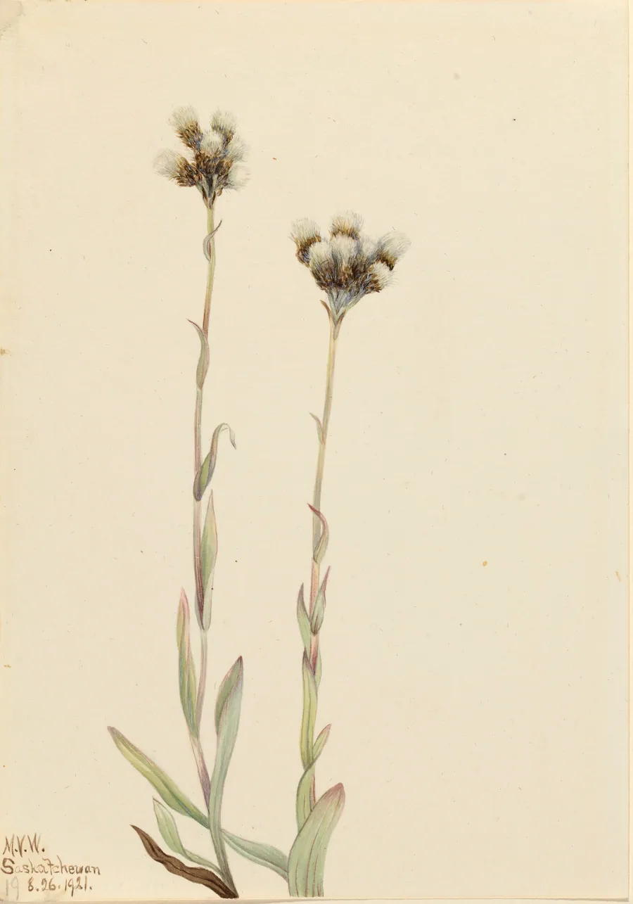 Gray Pussytoes (Antennaria howellii) by Mary Vaux Walcott, born Philadelphia, PA 1860-died St. Andrews, New Brunswick, Canada 1940