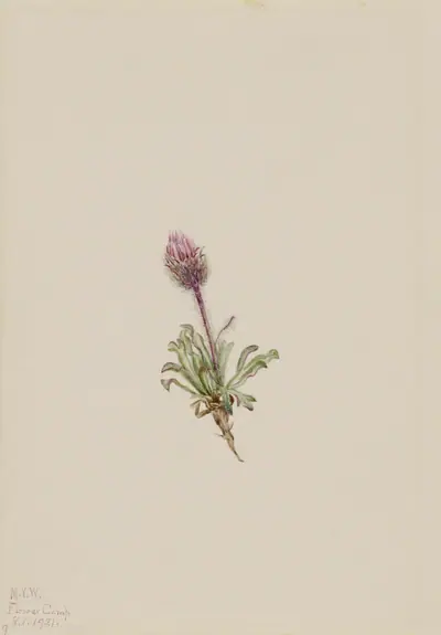 Woolly Fleabane (Erigeron lanatus)