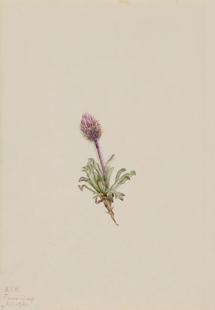 Woolly Fleabane (Erigeron lanatus) by Mary Vaux Walcott, born Philadelphia, PA 1860-died St. Andrews, New Brunswick, Canada 1940