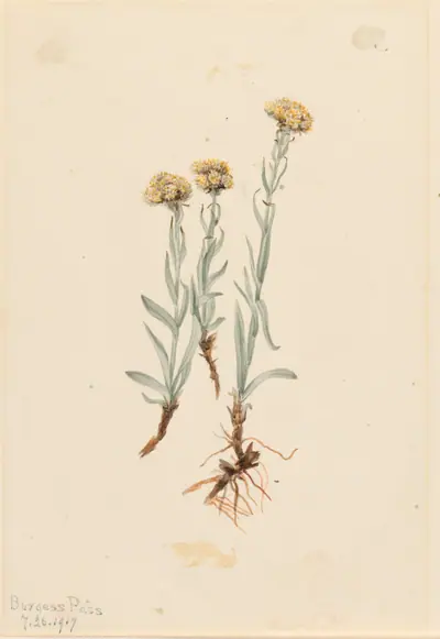 Buff Pussytoes (Antennaria luzuloides)