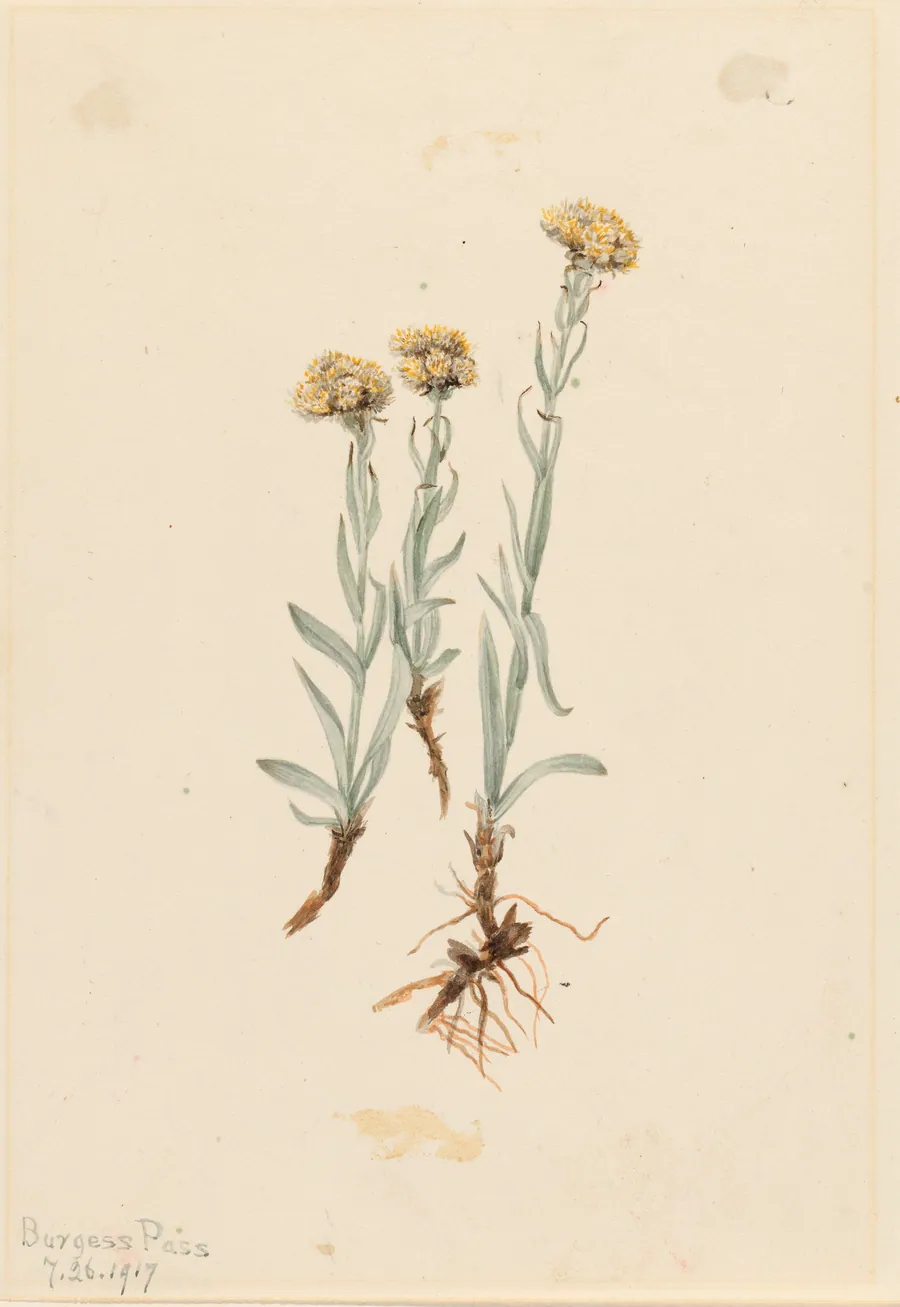 Buff Pussytoes (Antennaria luzuloides) by Mary Vaux Walcott, born Philadelphia, PA 1860-died St. Andrews, New Brunswick, Canada 1940