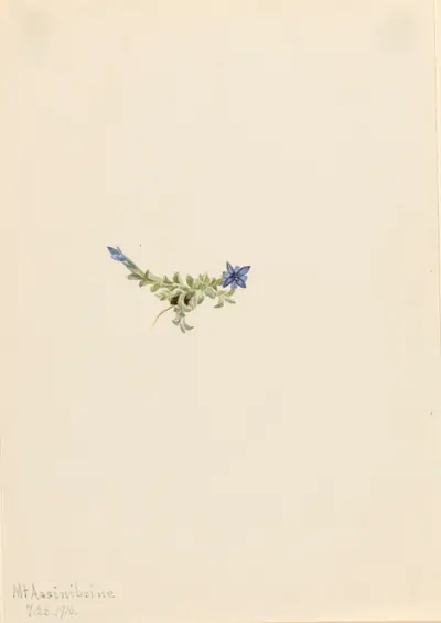 Moss Gentian (Gentiana prostrata)
