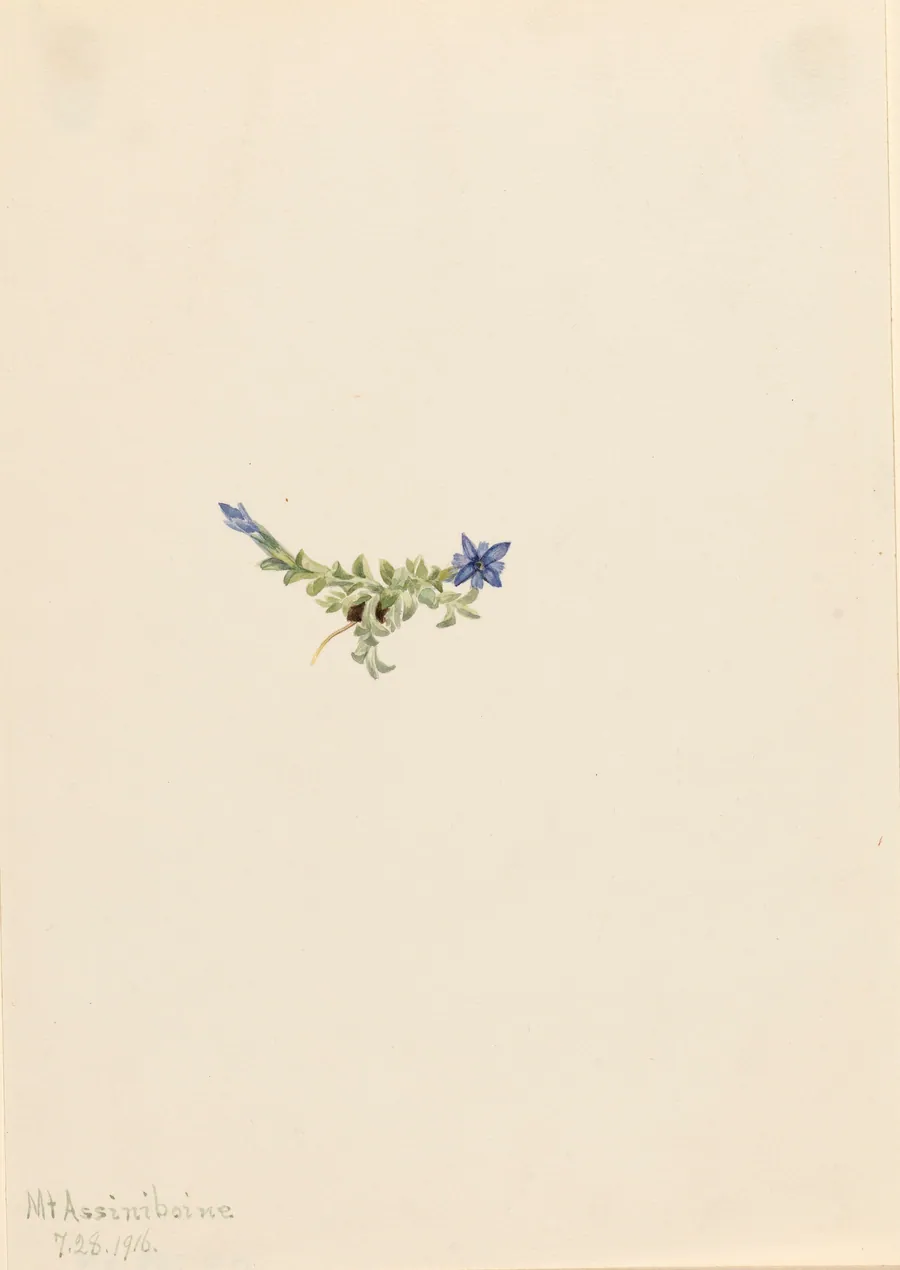 Moss Gentian (Gentiana prostrata) by Mary Vaux Walcott, born Philadelphia, PA 1860-died St. Andrews, New Brunswick, Canada 1940