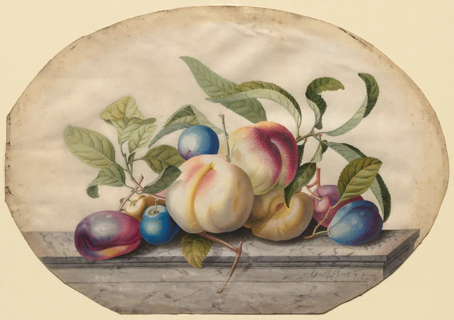 Fruit Arrangement: Peaches and Plumbs on a Slab of Marble by Georg Dionysius Ehret