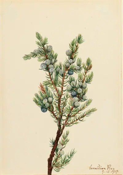 Mountain Juniper (Juniperus sibirica)