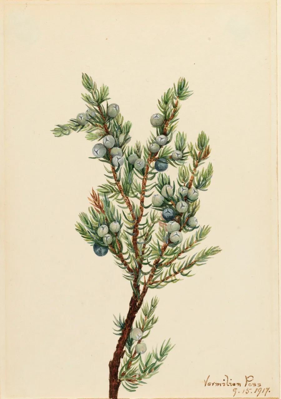 Mountain Juniper (Juniperus sibirica) by Mary Vaux Walcott, born Philadelphia, PA 1860-died St. Andrews, New Brunswick, Canada 1940