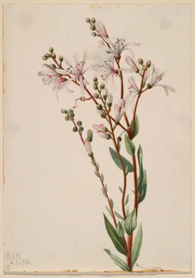 Tarflower (Befaria racemosa)