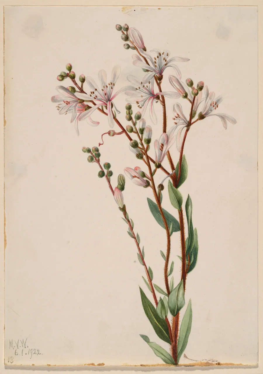 Tarflower (Befaria racemosa) by Mary Vaux Walcott, born Philadelphia, PA 1860-died St. Andrews, New Brunswick, Canada 1940