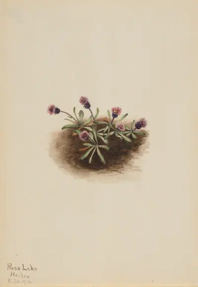 Alpine Fleabane (Erigeron unalaschcensis)
