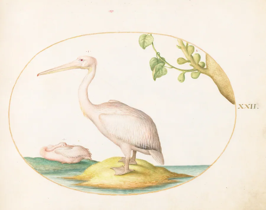Plate 22: Two White Pelicans with a Sycamore Fig by Joris Hoefnagel