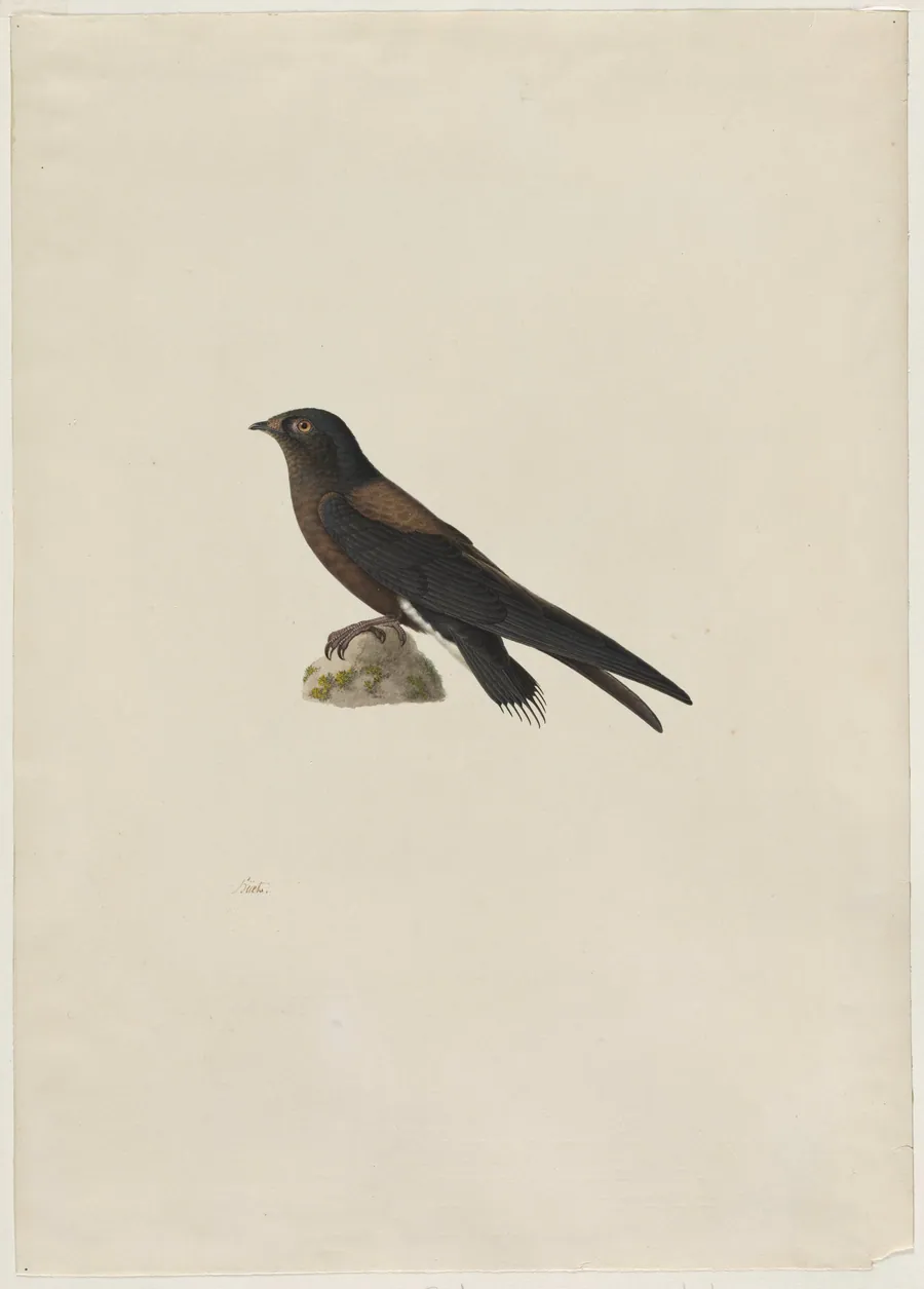 Needle-Tailed Swift (Hirundapus caudaculus) by Paul Hüet