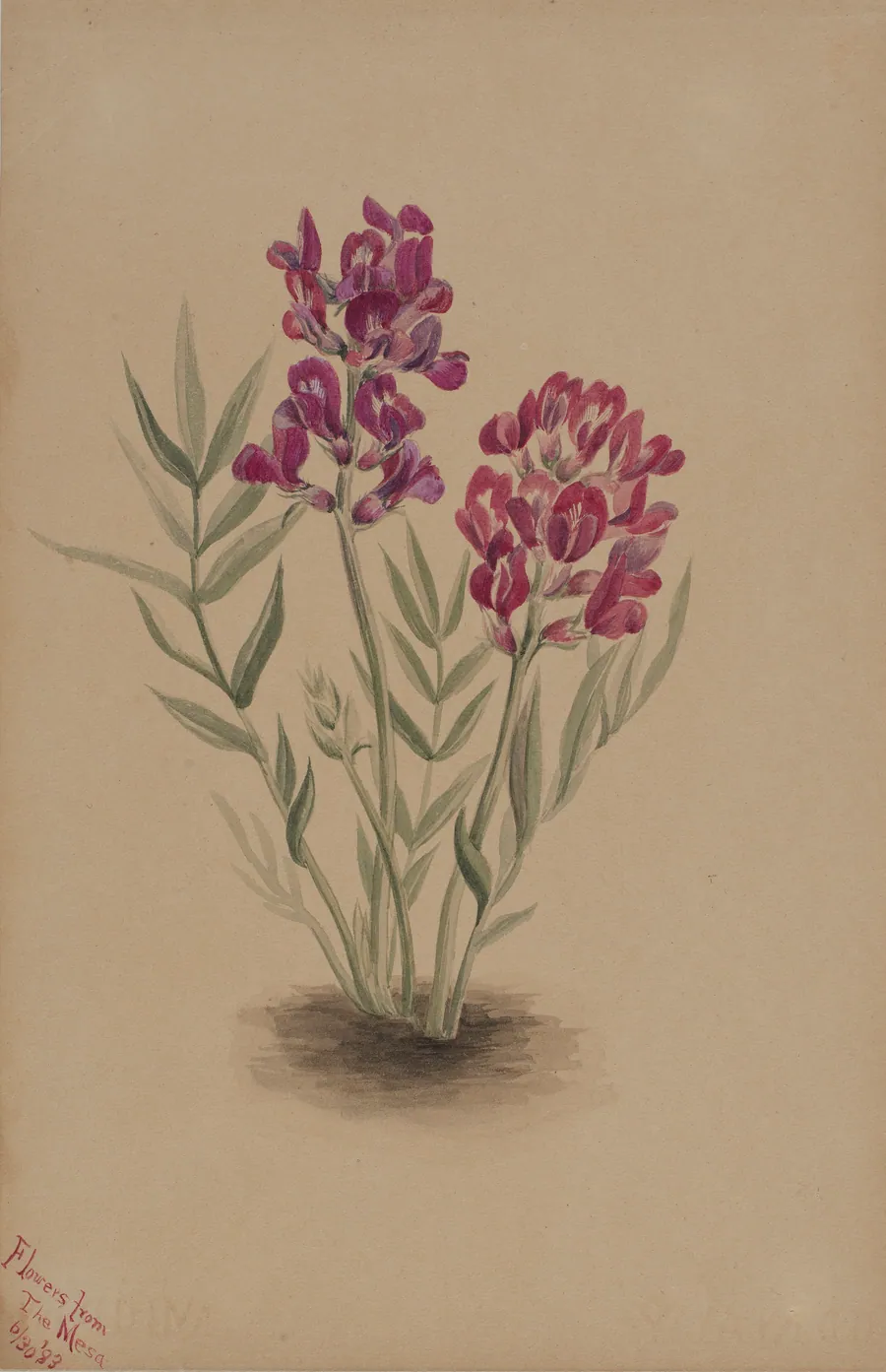 Flowers from the Mesa by Mary Vaux Walcott, born Philadelphia, PA 1860-died St. Andrews, New Brunswick, Canada 1940