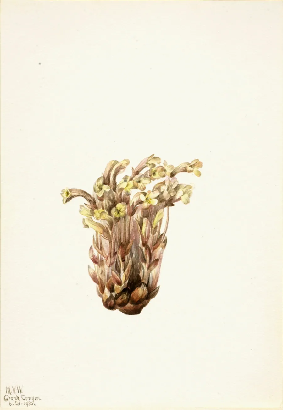 Broomrape (Orobanche fasciculata) by Mary Vaux Walcott, born Philadelphia, PA 1860-died St. Andrews, New Brunswick, Canada 1940