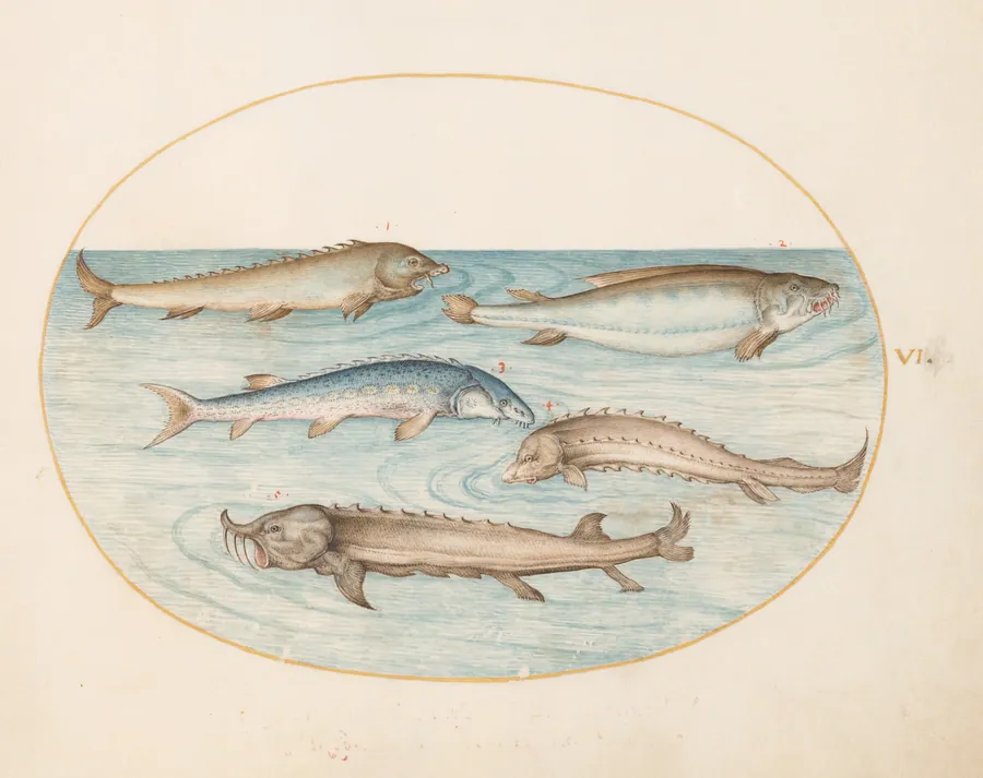 Plate 6: Five Catfish and Sturgeon(?) by Joris Hoefnagel