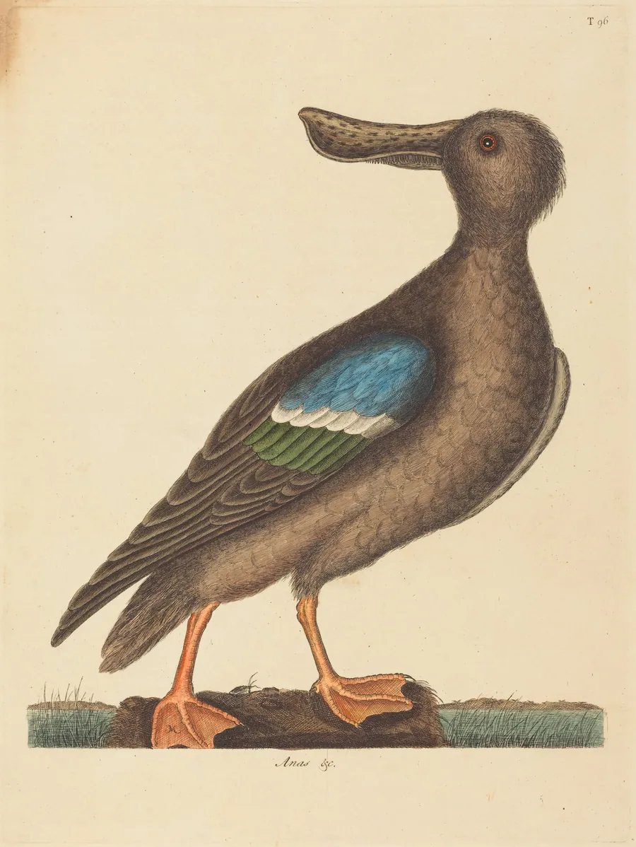 The Blue Winged Shoveler (Anas clypeata foemina) by Mark Catesby