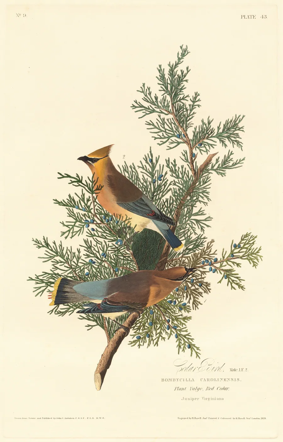 Cedar Bird by Robert Havell, Jr.