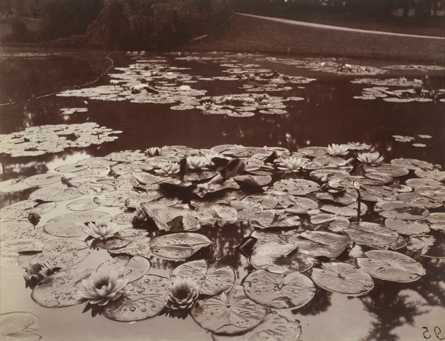 Nymphéas by Eugène Atget