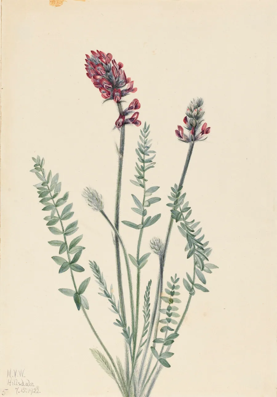 Showy Oxytrope (Oxytropis splendens) by Mary Vaux Walcott, born Philadelphia, PA 1860-died St. Andrews, New Brunswick, Canada 1940