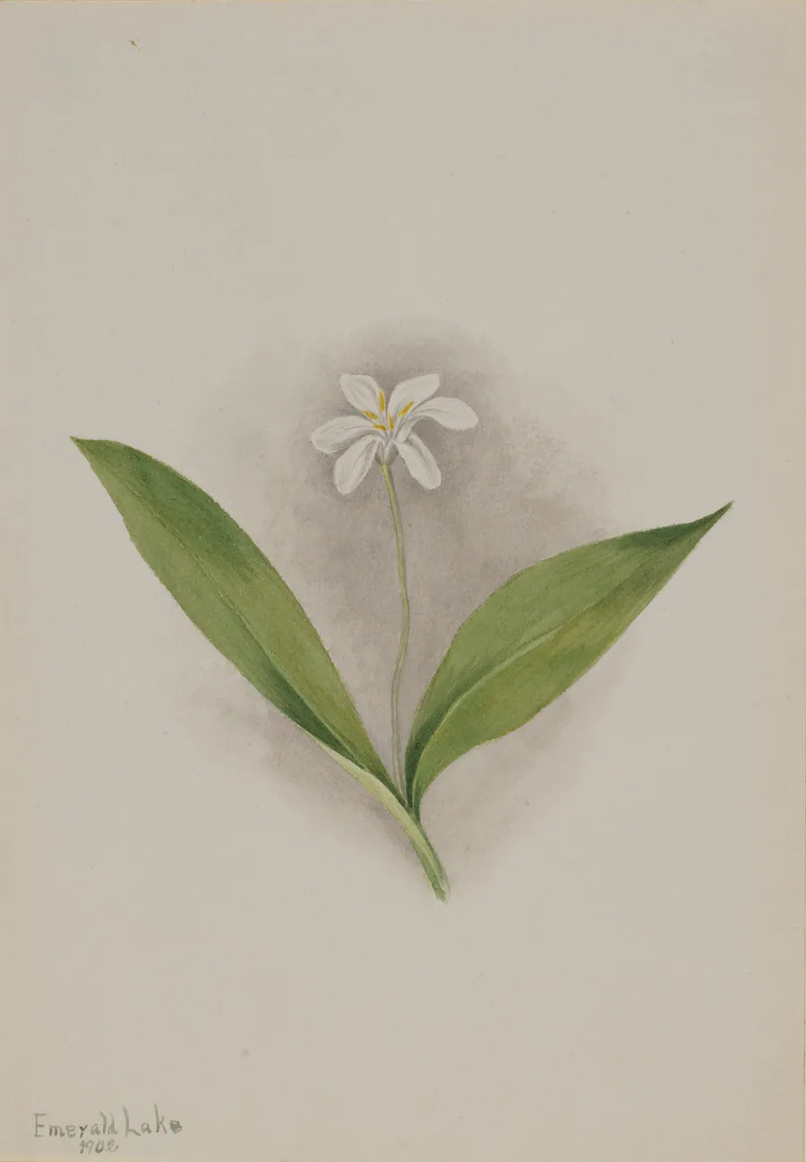 Queencup (Clintonia uniflora) by Mary Vaux Walcott, born Philadelphia, PA 1860-died St. Andrews, New Brunswick, Canada 1940