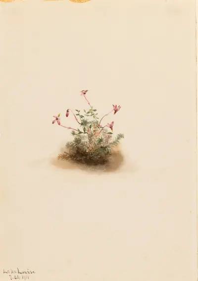 Small Cranberry (Oxycoccus palustris)