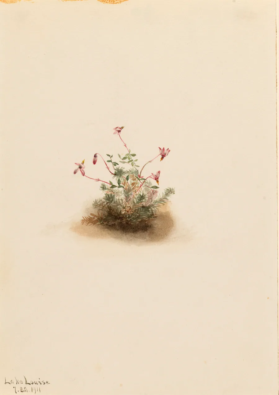 Small Cranberry (Oxycoccus palustris) by Mary Vaux Walcott, born Philadelphia, PA 1860-died St. Andrews, New Brunswick, Canada 1940