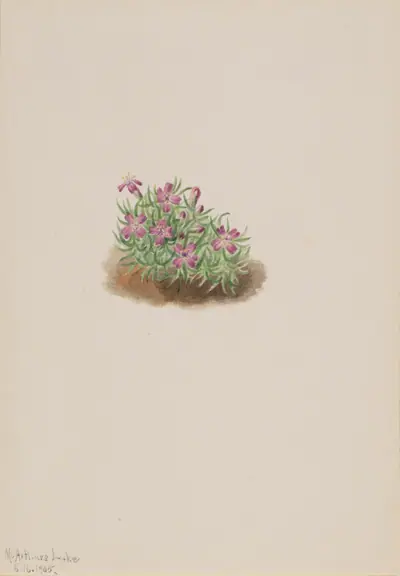 Carpet Pink (Silene acaulis)
