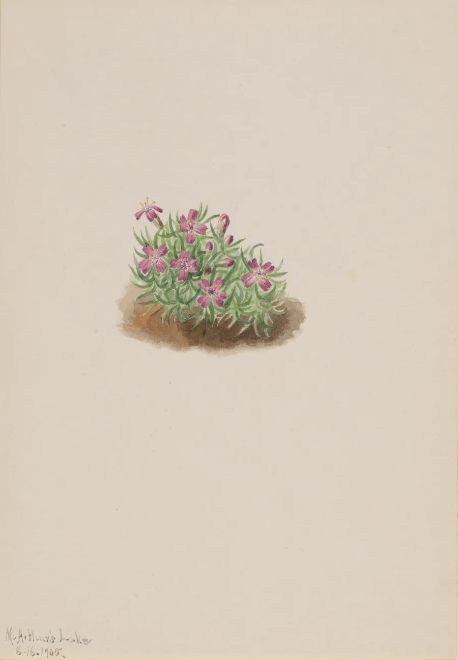 Carpet Pink (Silene acaulis) by Mary Vaux Walcott, born Philadelphia, PA 1860-died St. Andrews, New Brunswick, Canada 1940