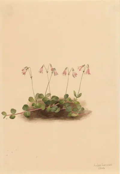 American Twinflower (Linnaea borealis americana)