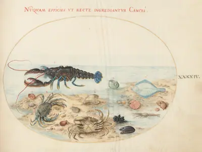 Plate 44: Lobster, Two Crabs, Scallop Shells, and Other Sea Life