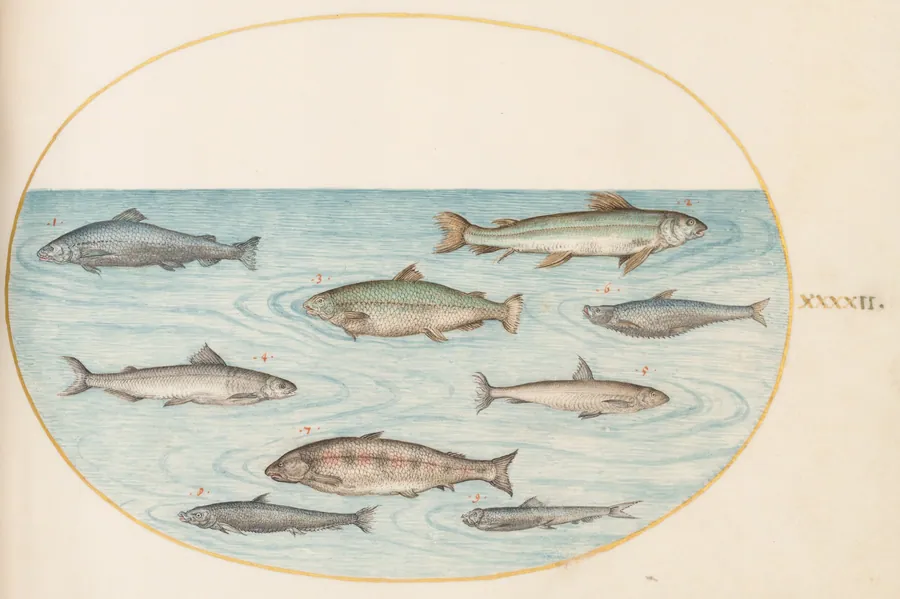Plate 42: Nine Fish by Joris Hoefnagel