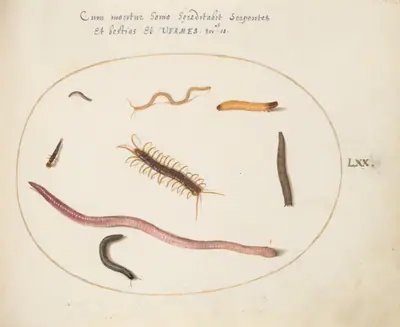 Plate 70: Worm, Centipede, Millipede, and Other Long Creatures