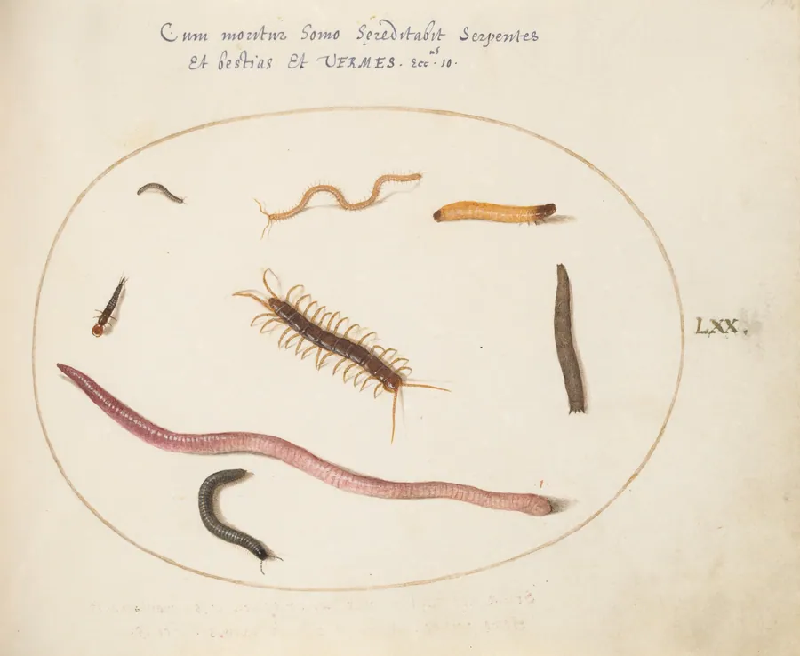 Plate 70: Worm, Centipede, Millipede, and Other Long Creatures by Joris Hoefnagel