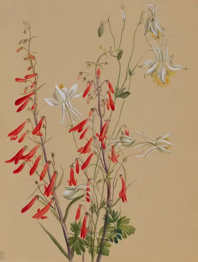 Untitled--Flower Study