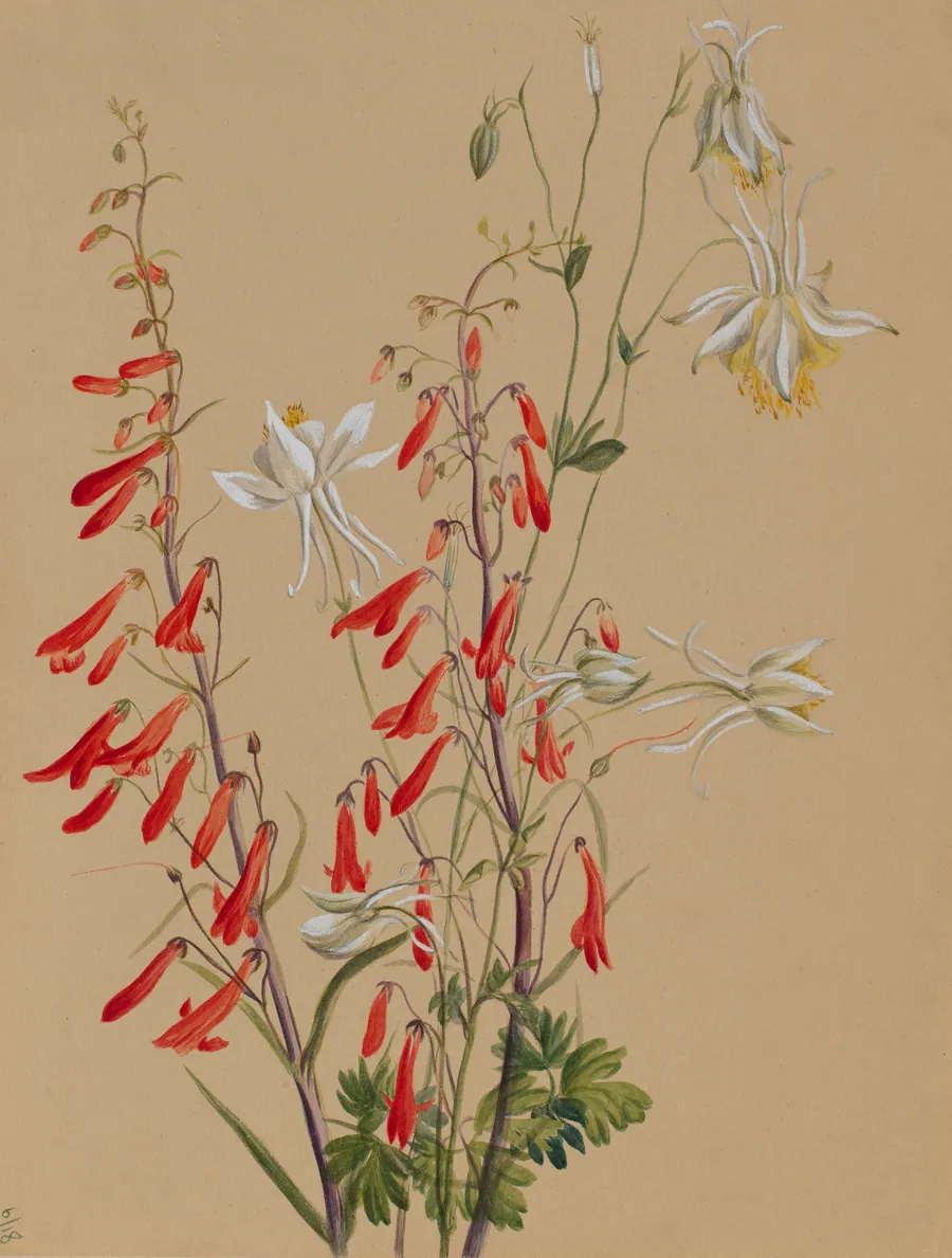 Untitled--Flower Study by Mary Vaux Walcott, born Philadelphia, PA 1860-died St. Andrews, New Brunswick, Canada 1940